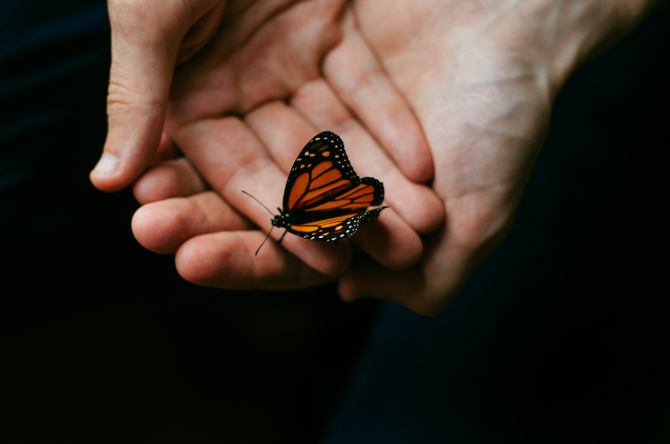 The Most Effective Ingredient for a Healthy Family: butterfly in hands