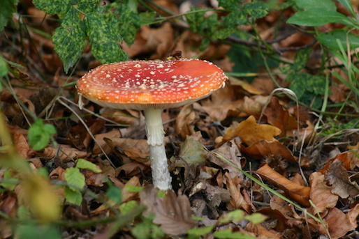 Toxins: natural ones like this mushroom are less of a concern